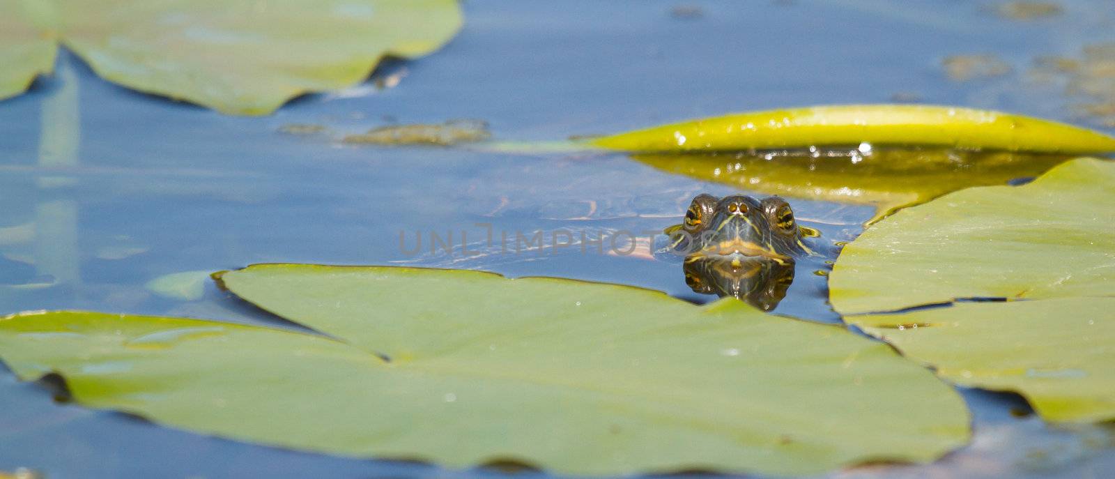 A European pond terrapin by michaklootwijk