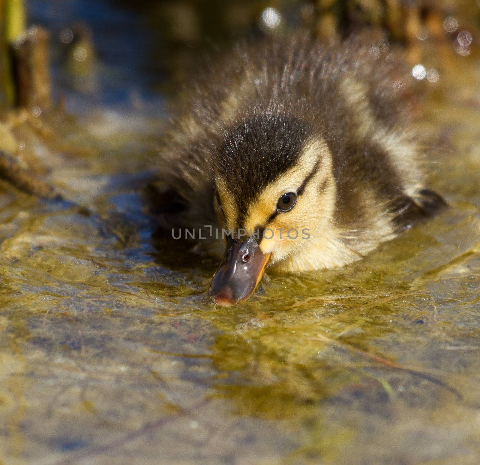 Close-up of a small duck in the water