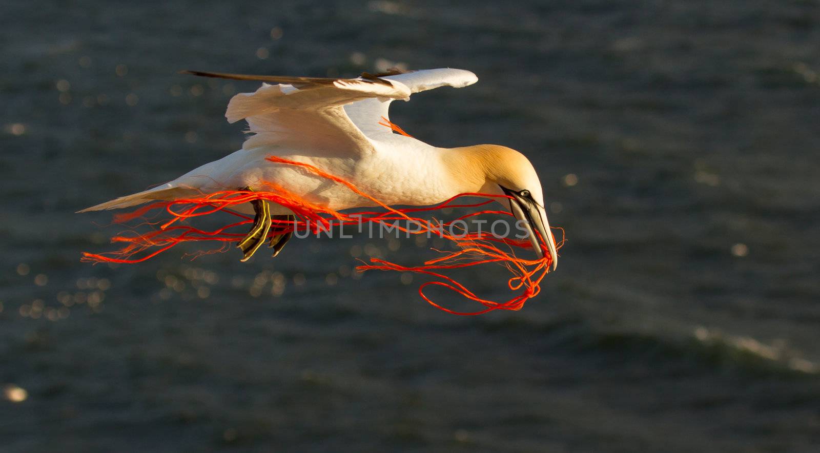 A gannet flying with a orange rope in its beak