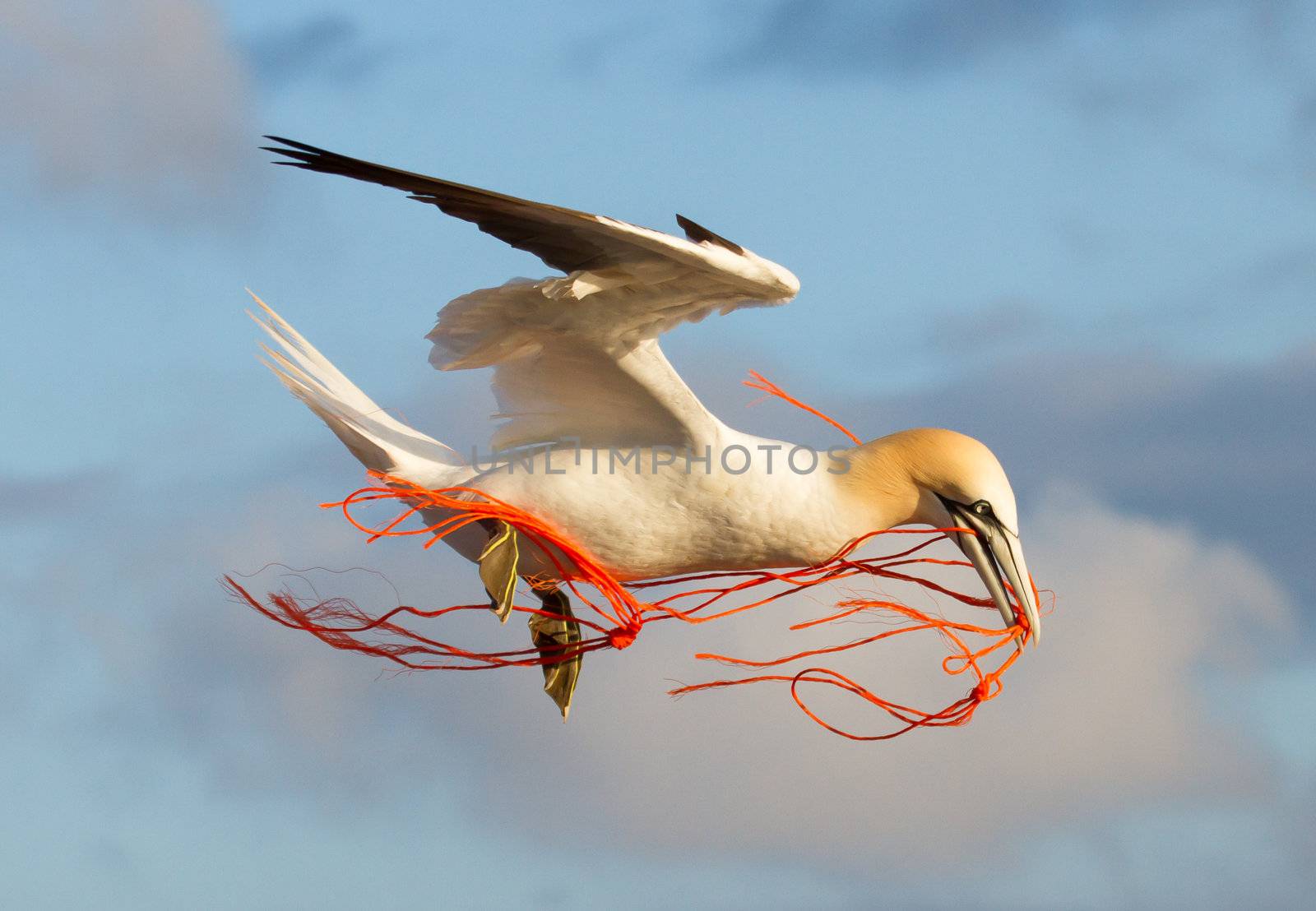 A gannet flying by michaklootwijk
