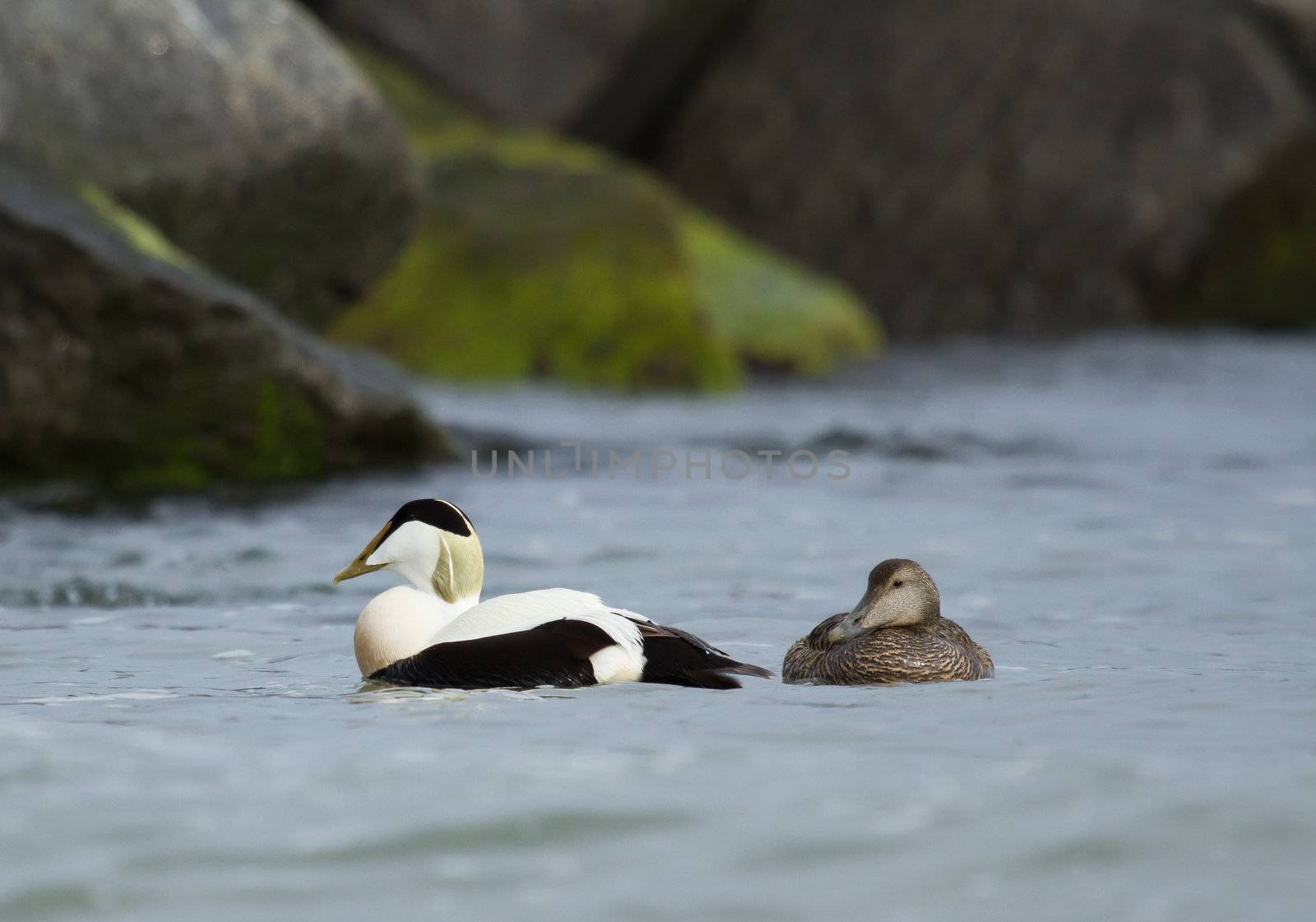 A pair of common eiders in Helgoland