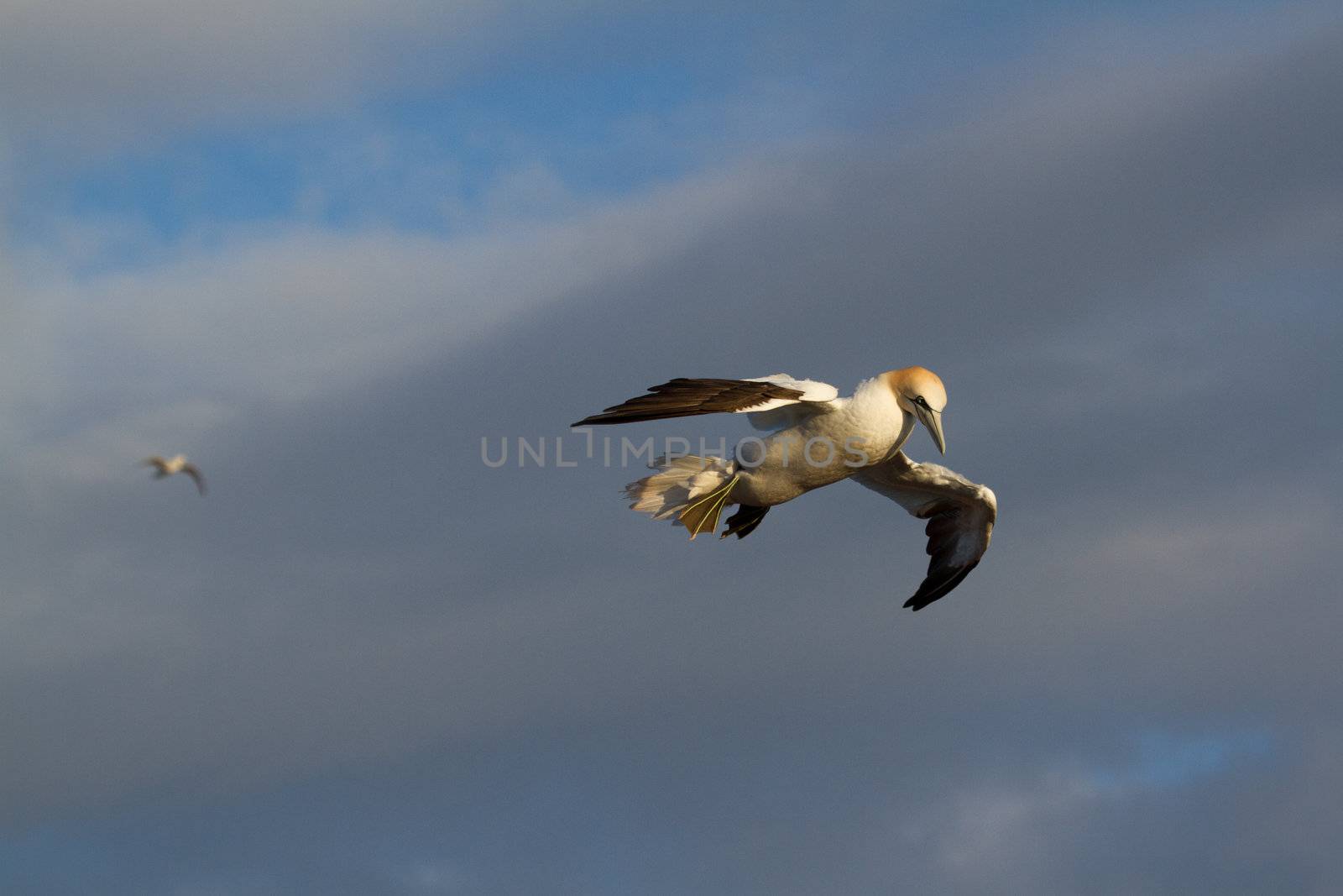 A gannet is flying by michaklootwijk