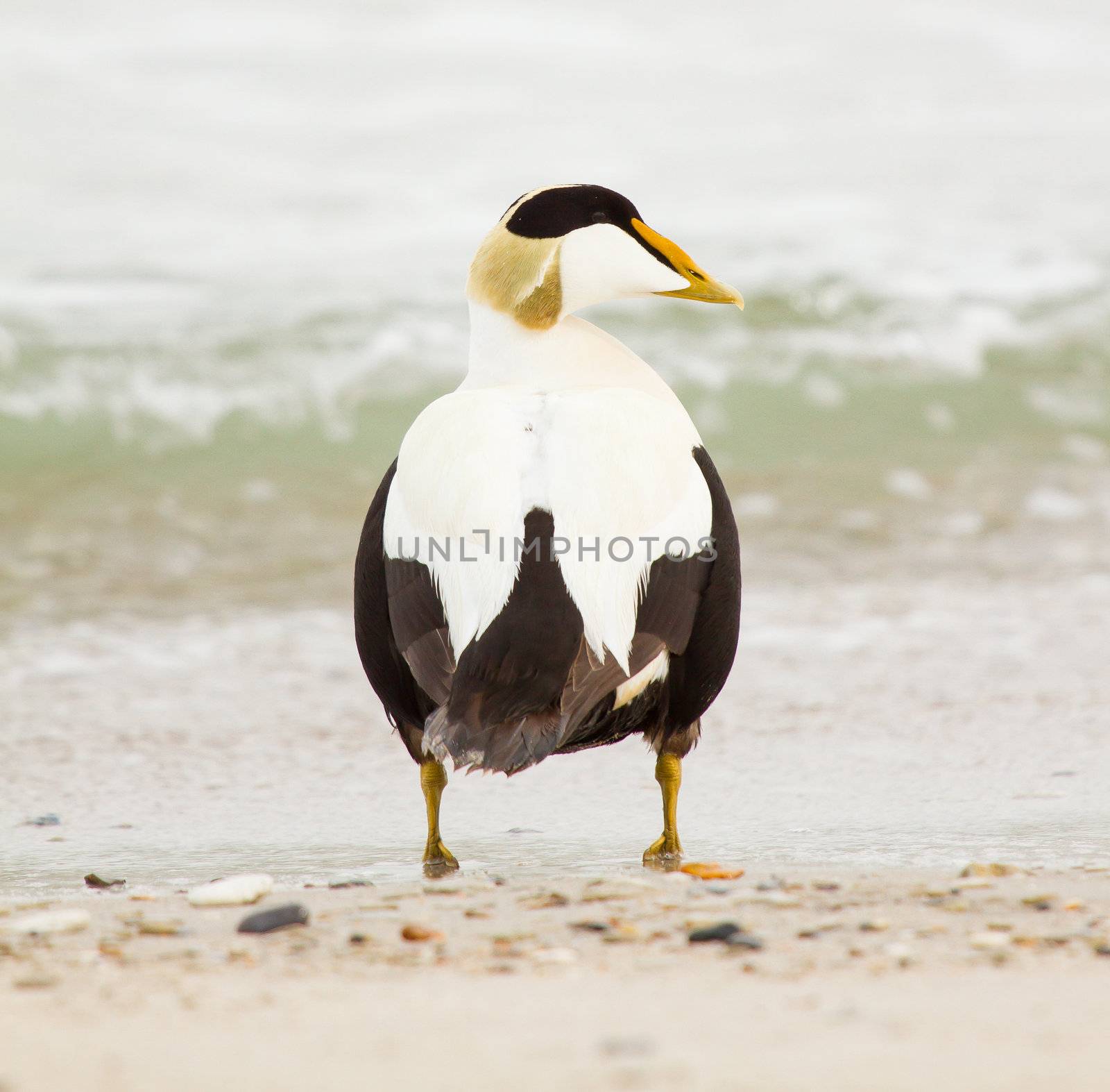 A common eider on the beach