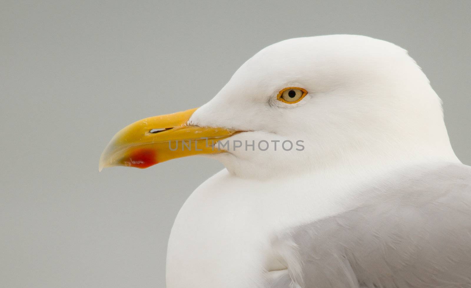 A close-up of a Herring Gull in Helgoland