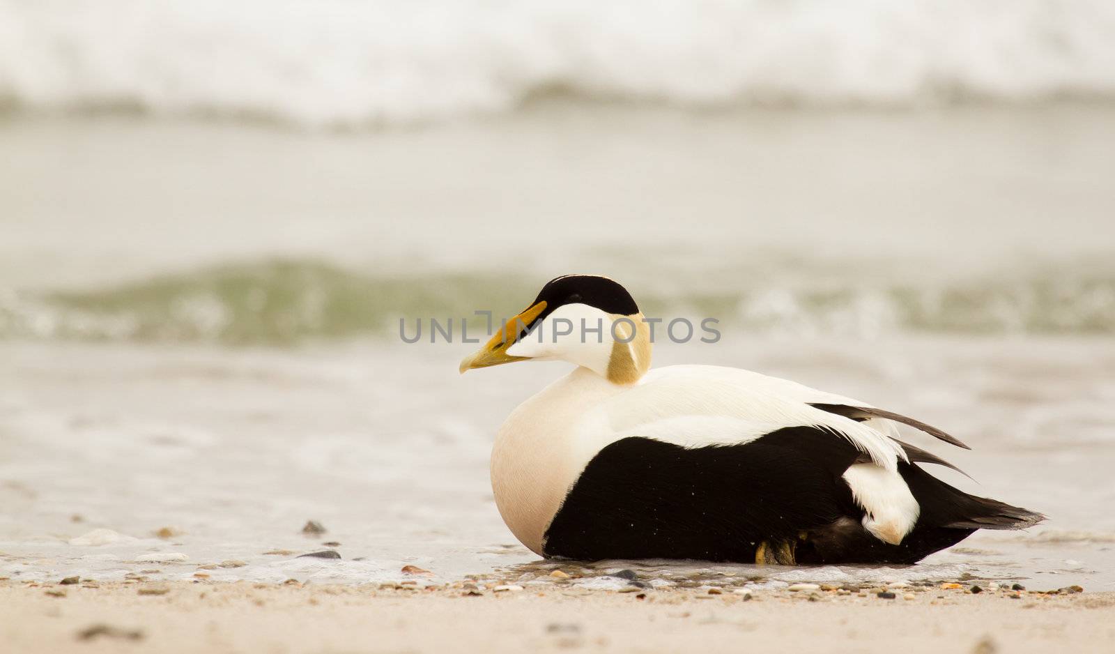 A common eider by michaklootwijk