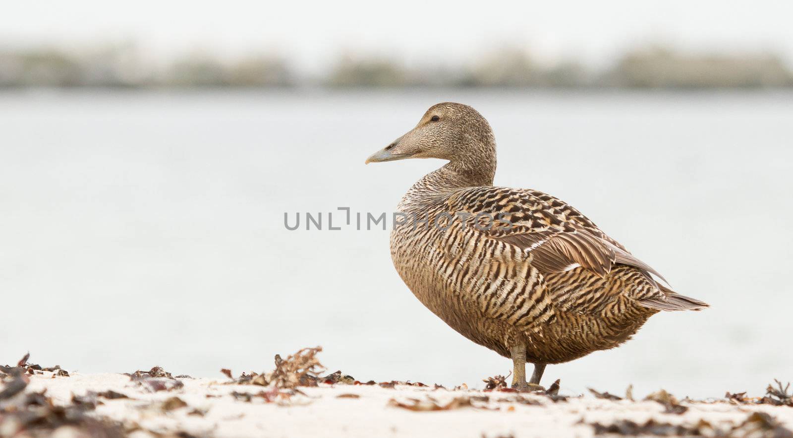 A common eider on the beach