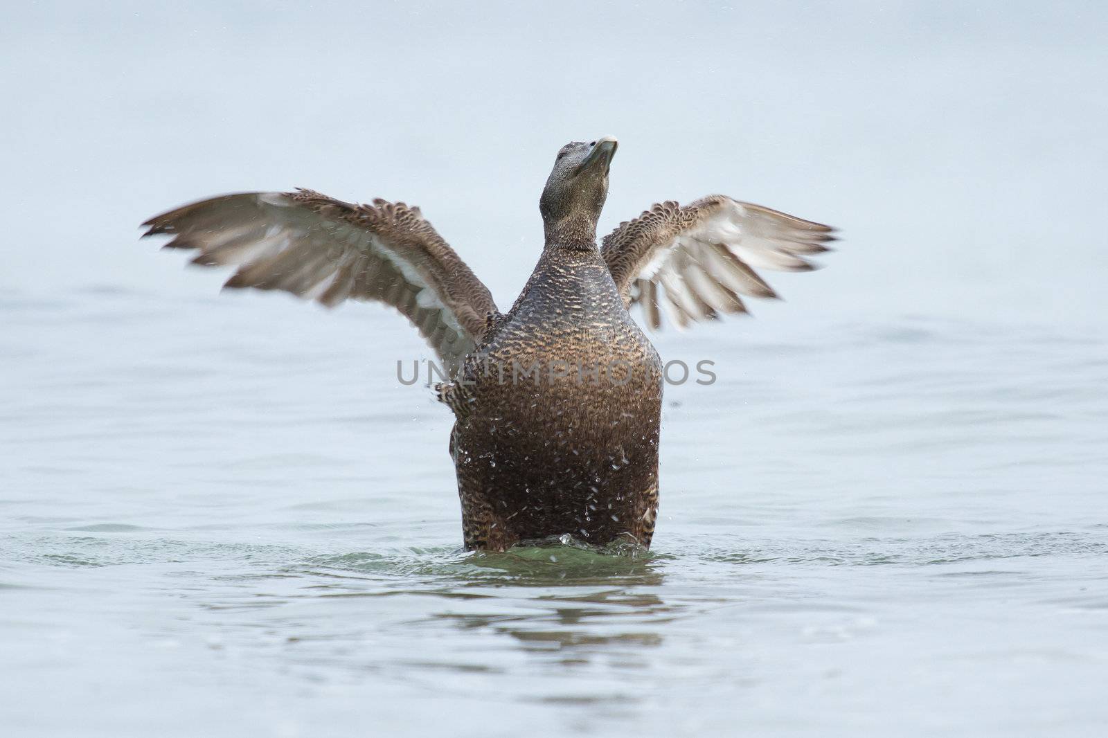 A common eider in the water