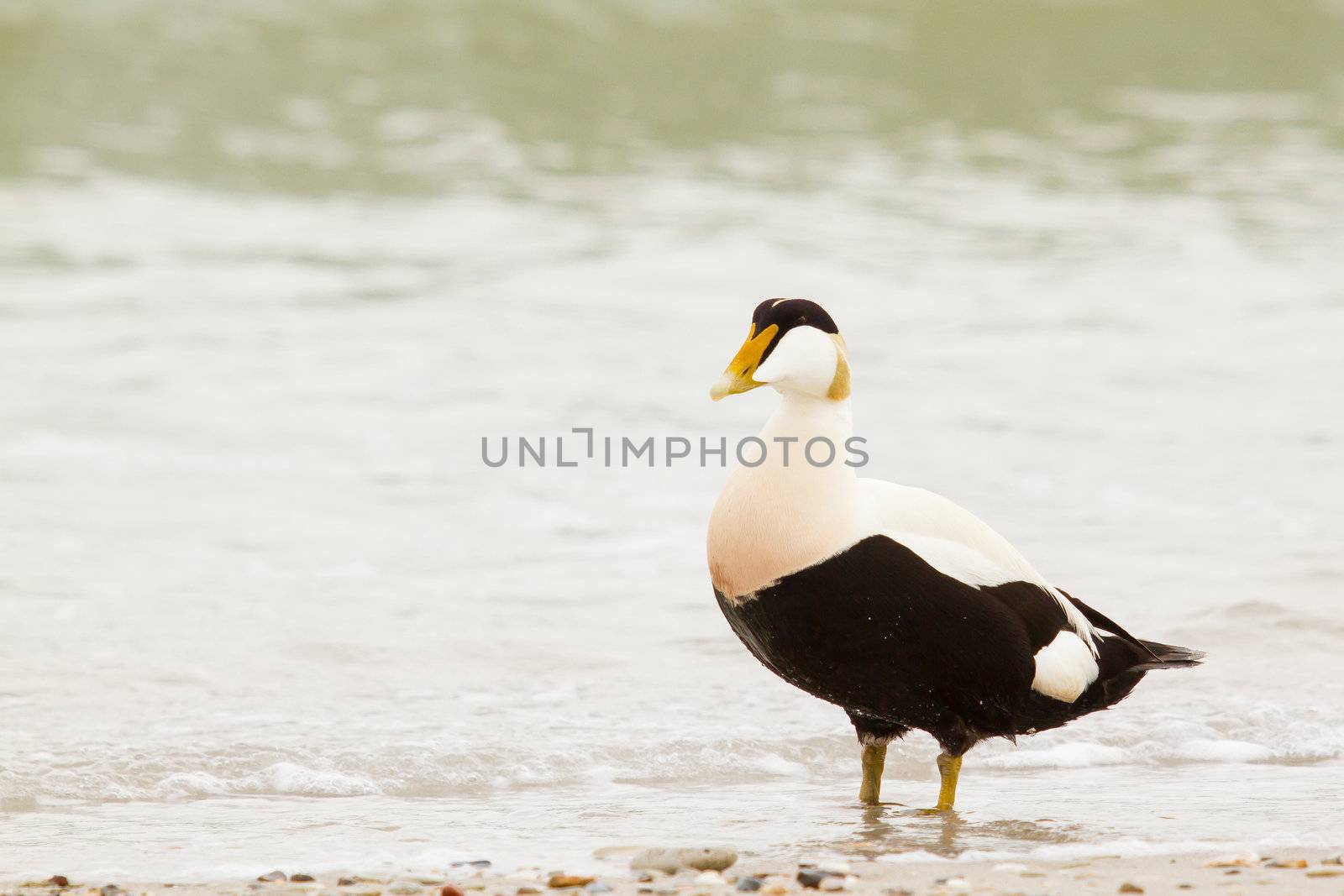 A common eider by michaklootwijk