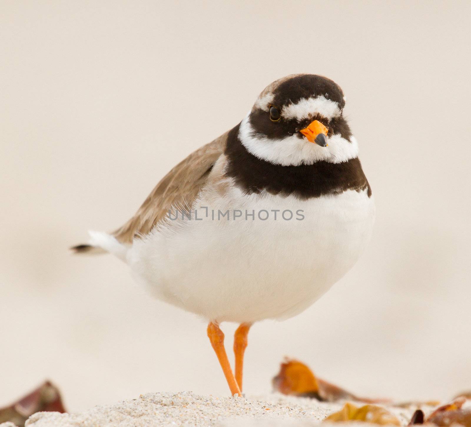 A ringed plover walking on the beach