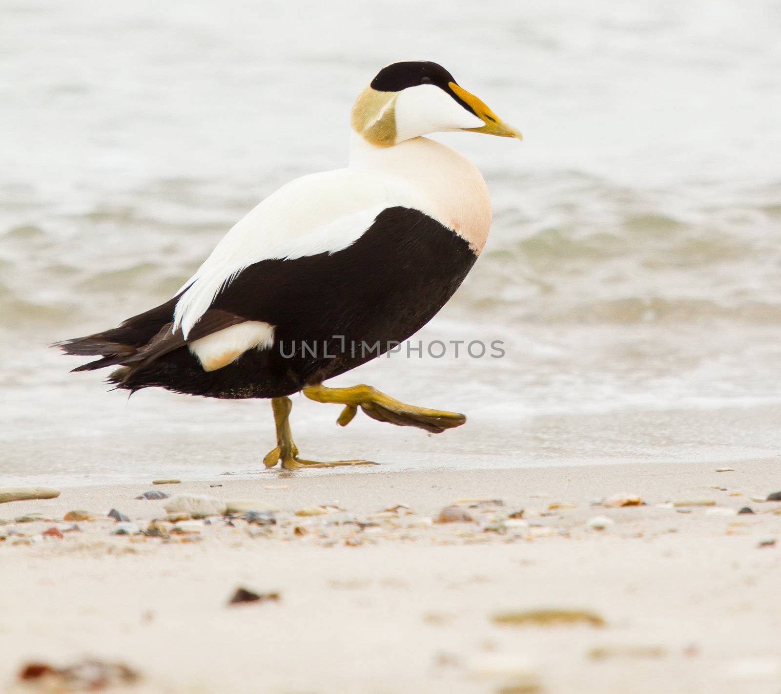 A common eider on the beach