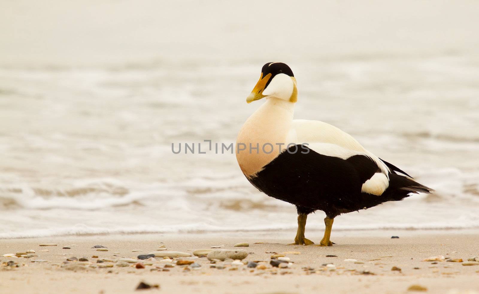 A common eider on the beach