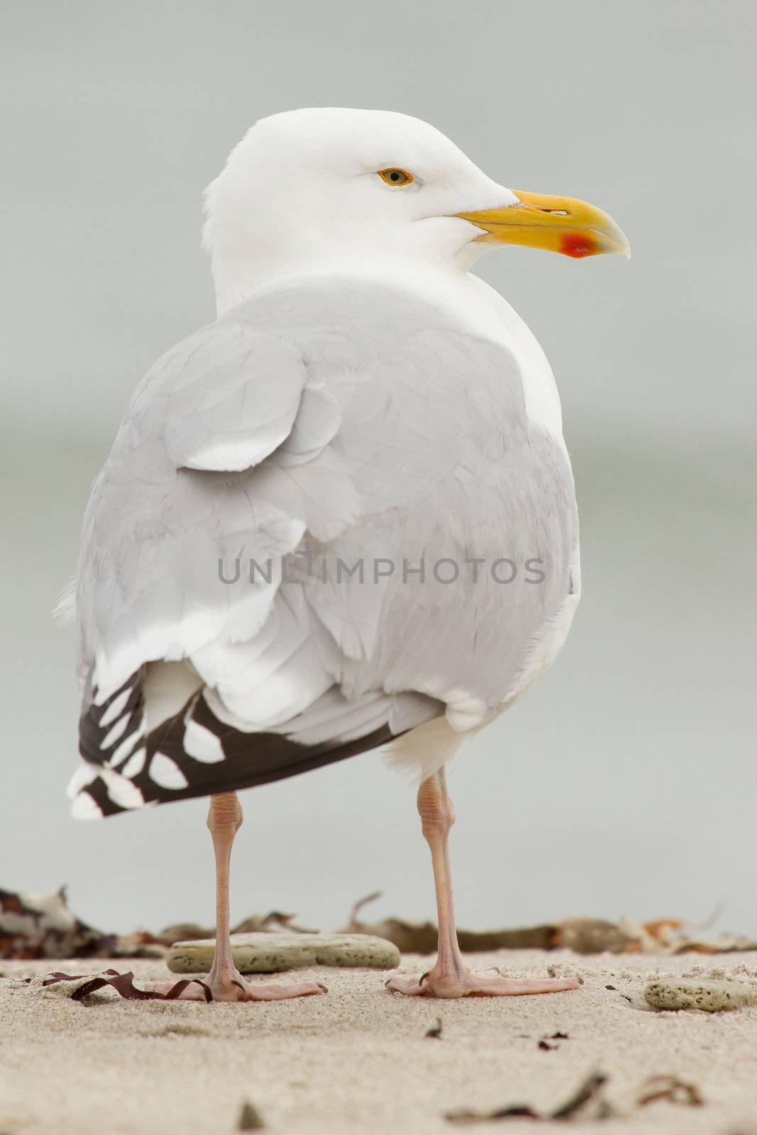 A Herring Gull by michaklootwijk