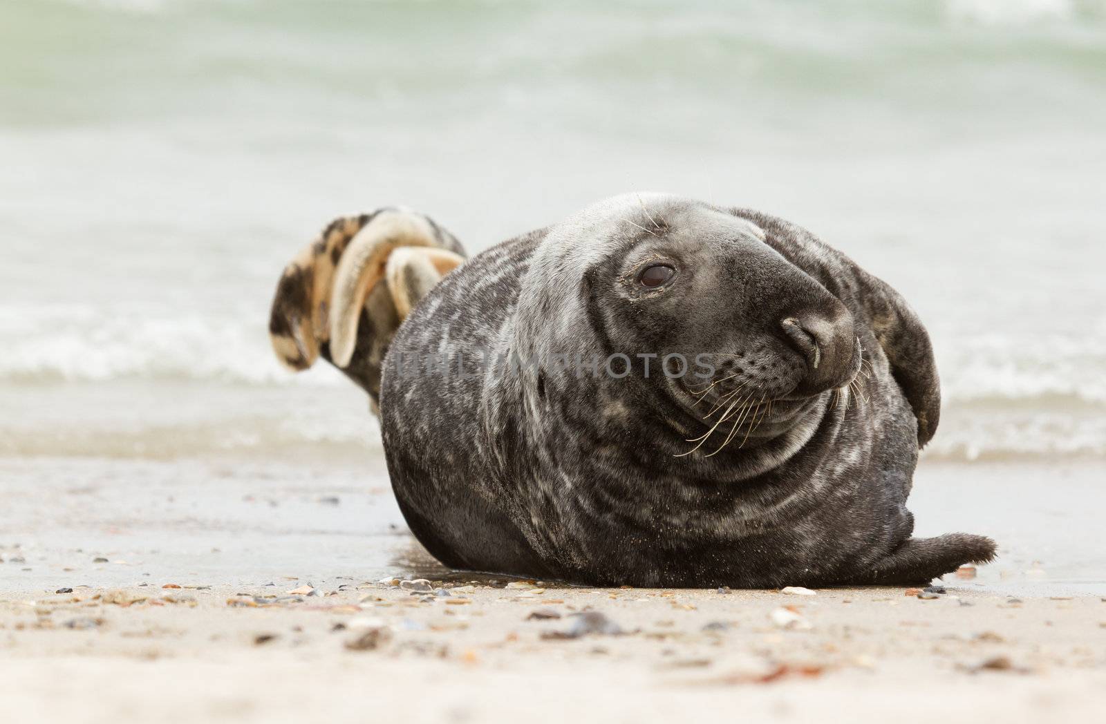 A grey seal by michaklootwijk