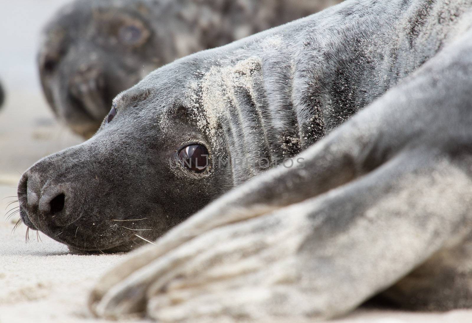 A grey seal by michaklootwijk