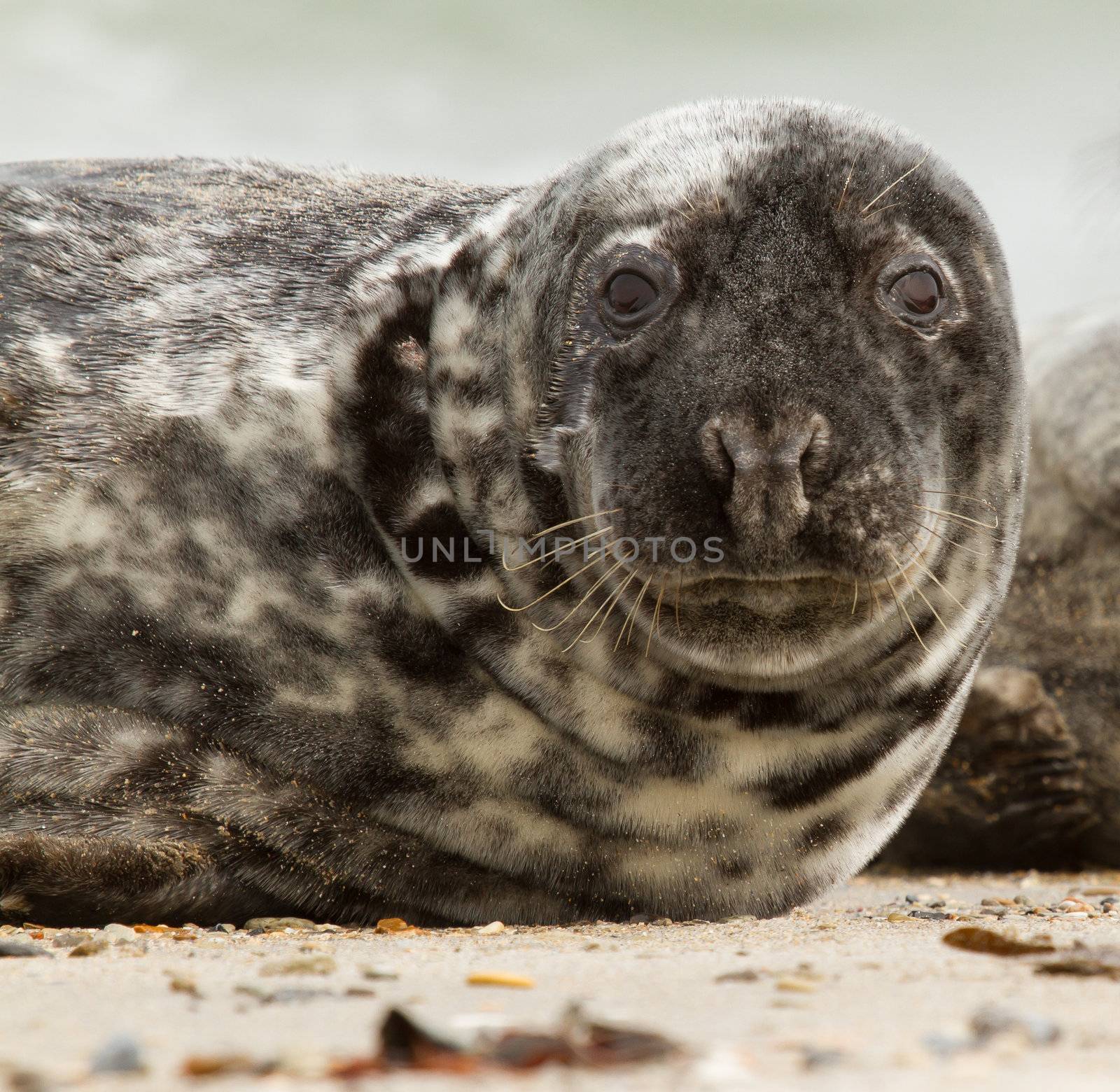 A grey seal by michaklootwijk