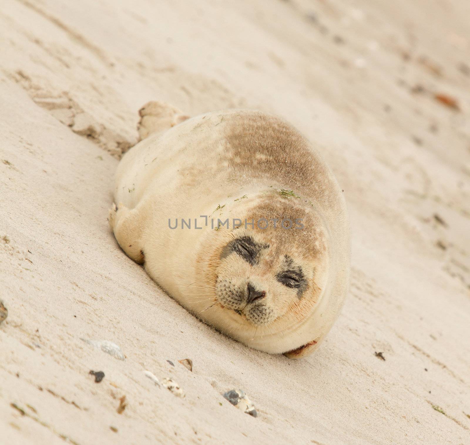 A common seal is resting on the beach