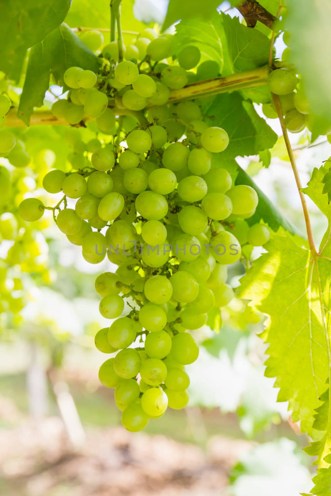 Green Grapes on the vine  in vineyard before harvest