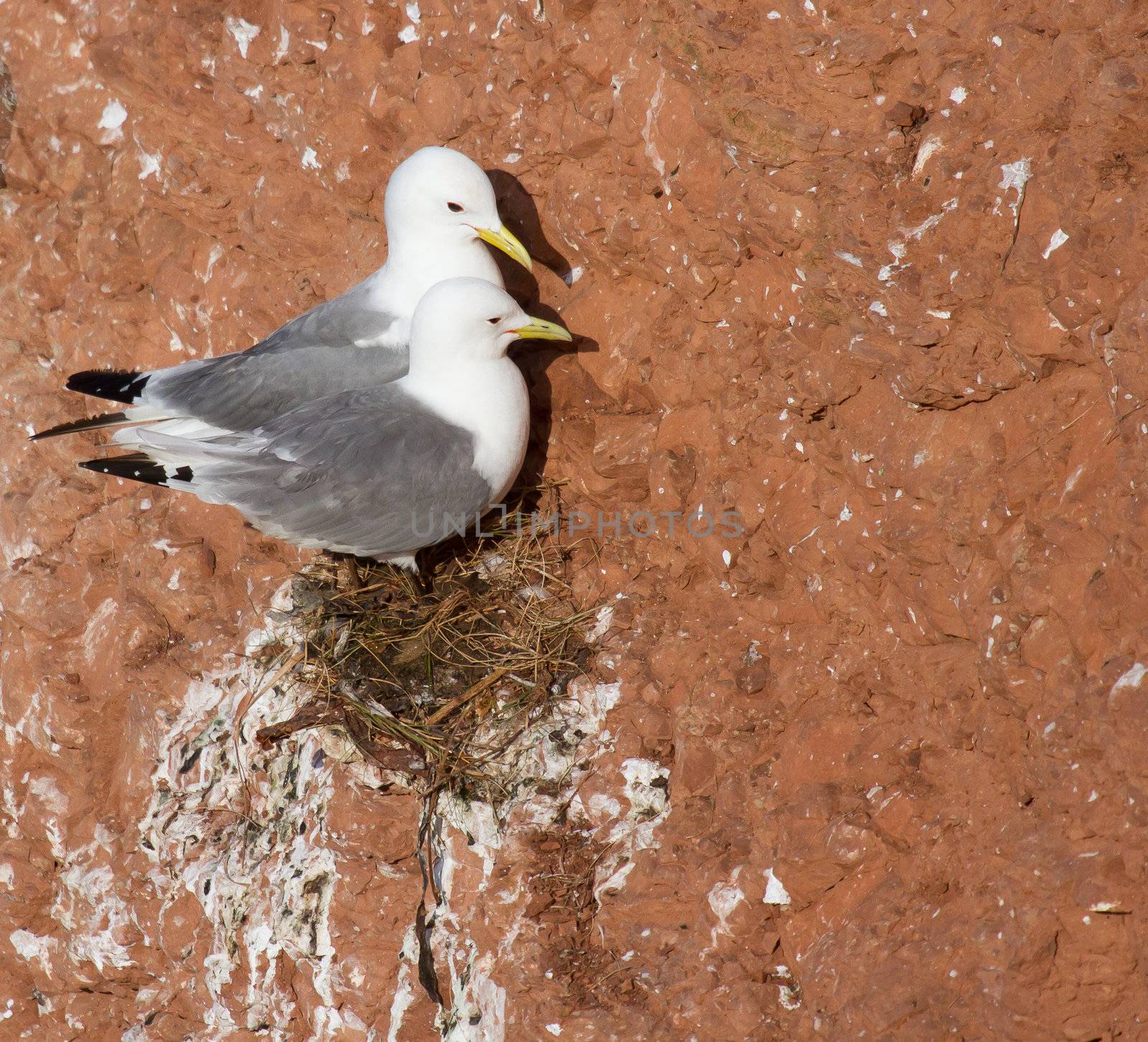 A pair of seagulls is nesting on a cliff on Helgoland