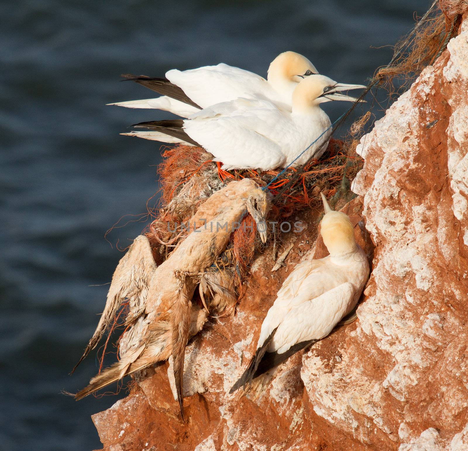 A deceased gannet by michaklootwijk