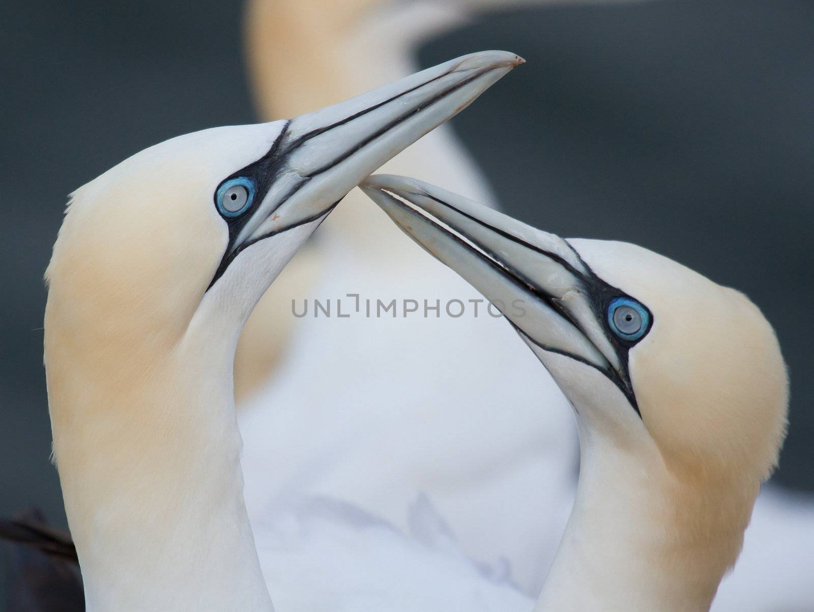 Loving couple of gannets by michaklootwijk