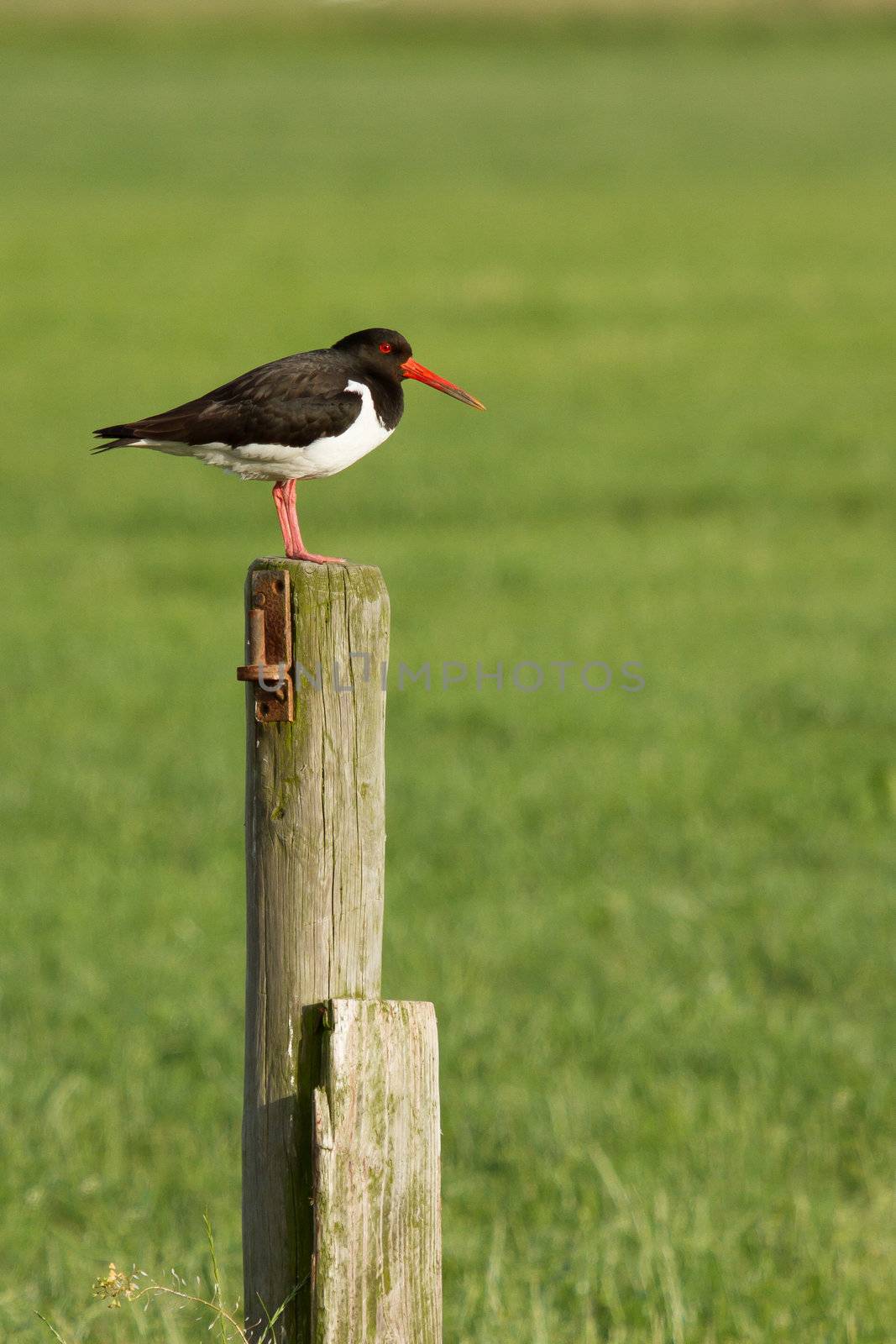 An oystercatcher on a pole by michaklootwijk