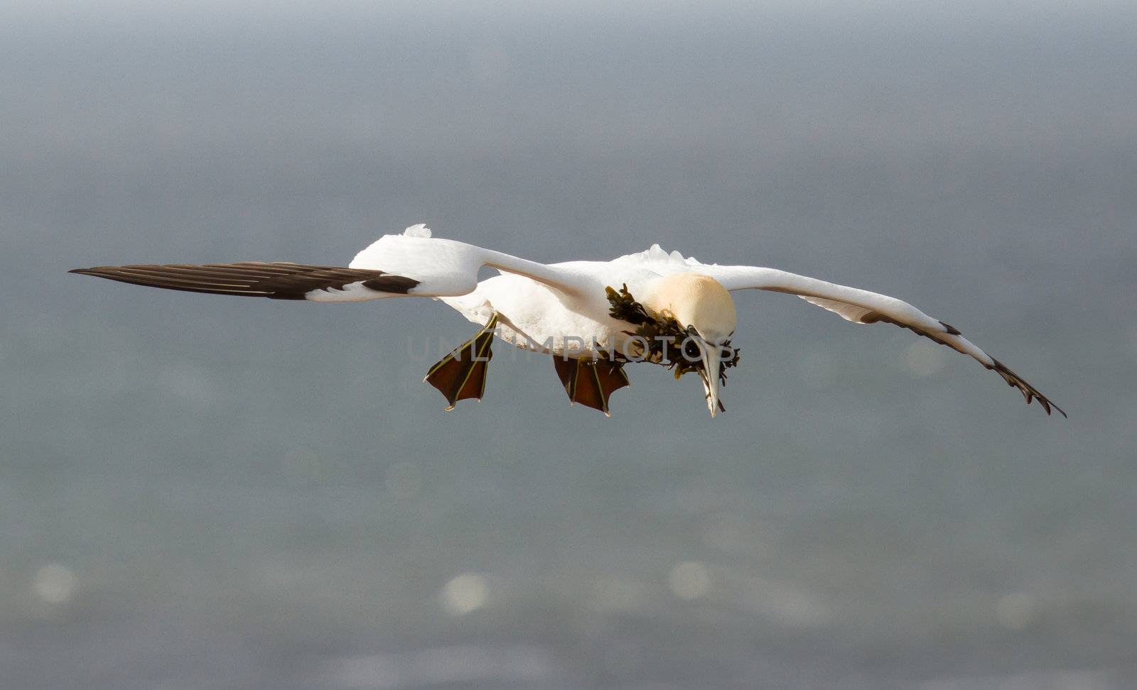 A gannet above the sea by michaklootwijk