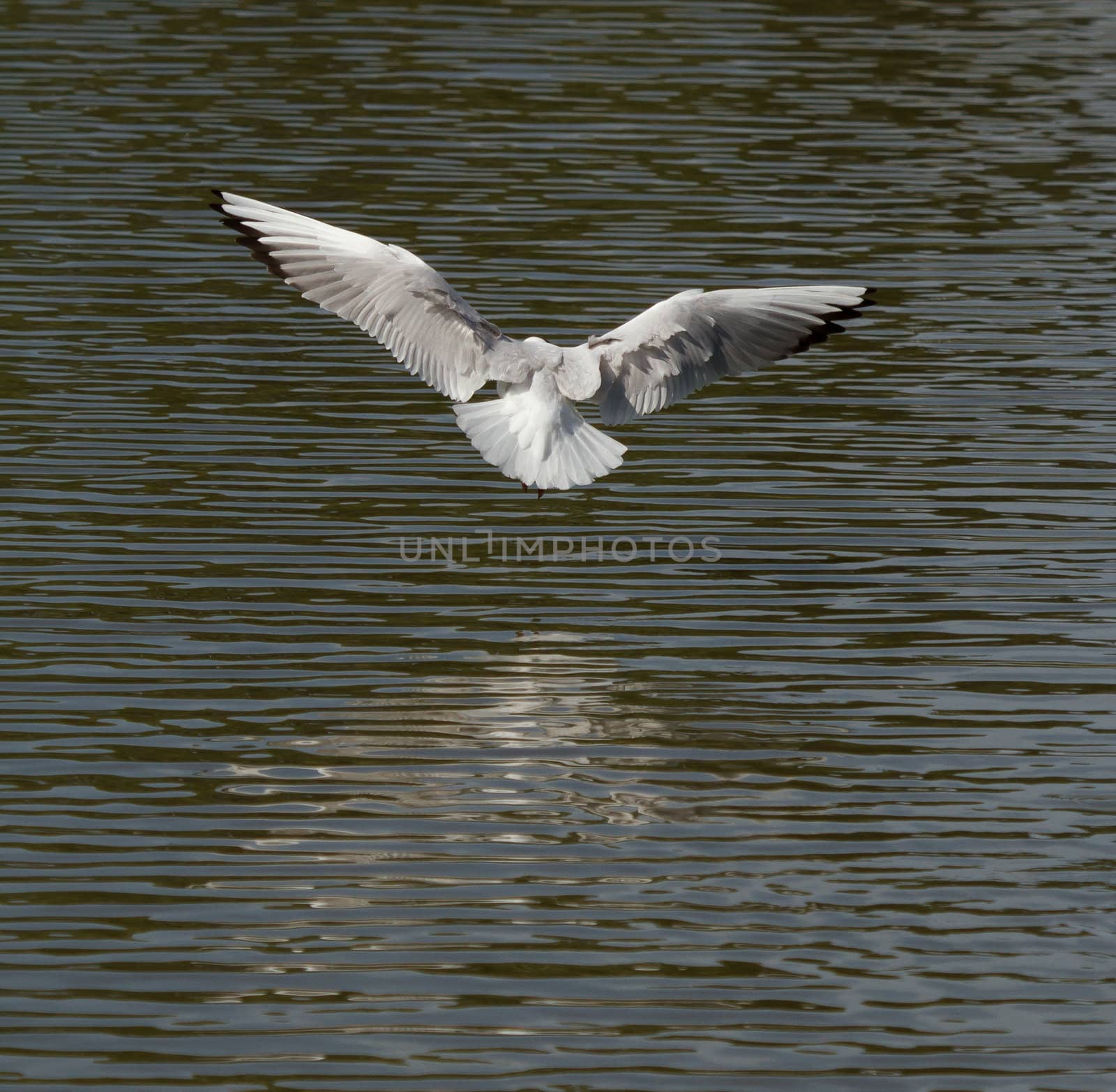 A seagull is flying by michaklootwijk