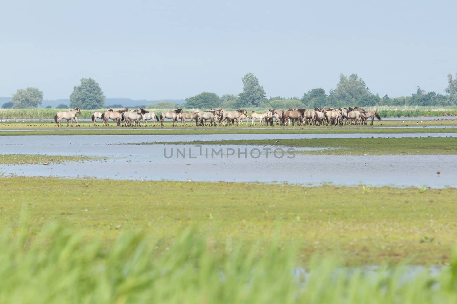 A group of Konik horses by michaklootwijk
