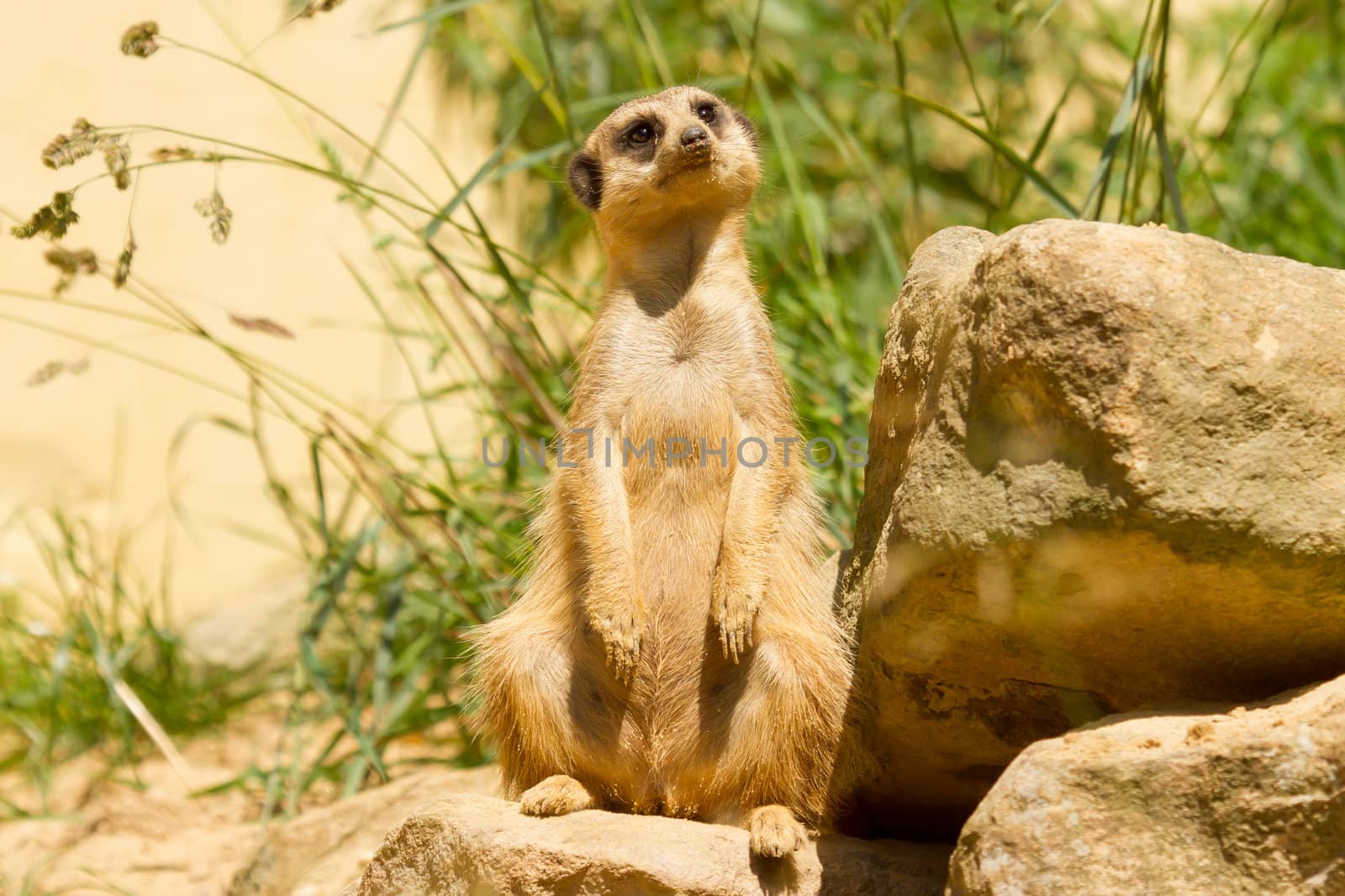 A suricata on the watch by michaklootwijk