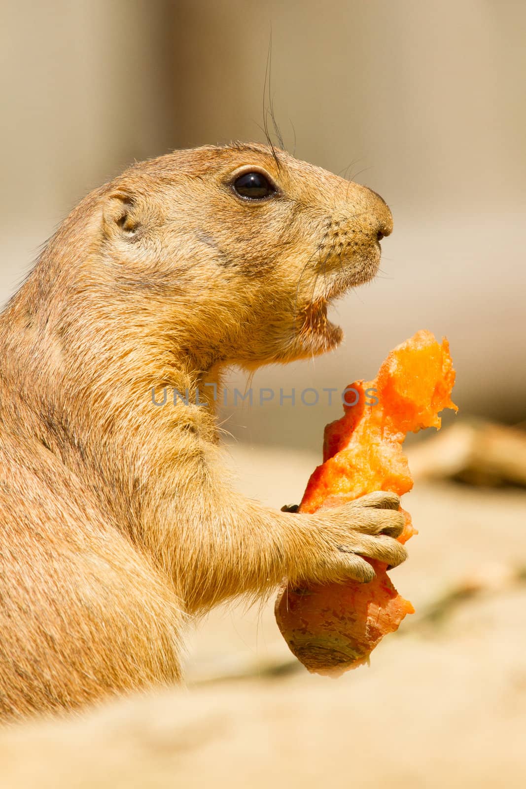 A prairie dog is eating by michaklootwijk