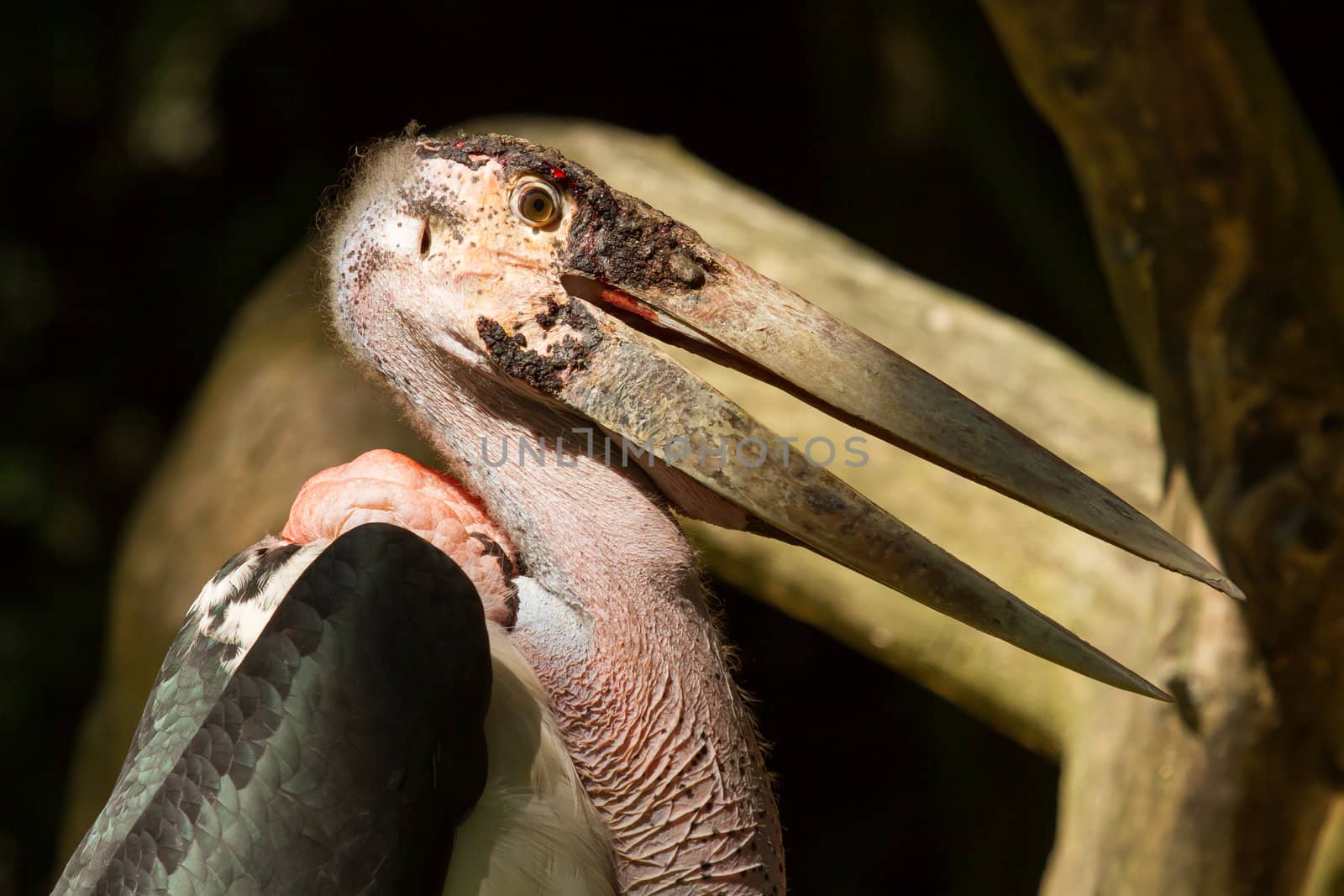 A close-up of an marabu  by michaklootwijk