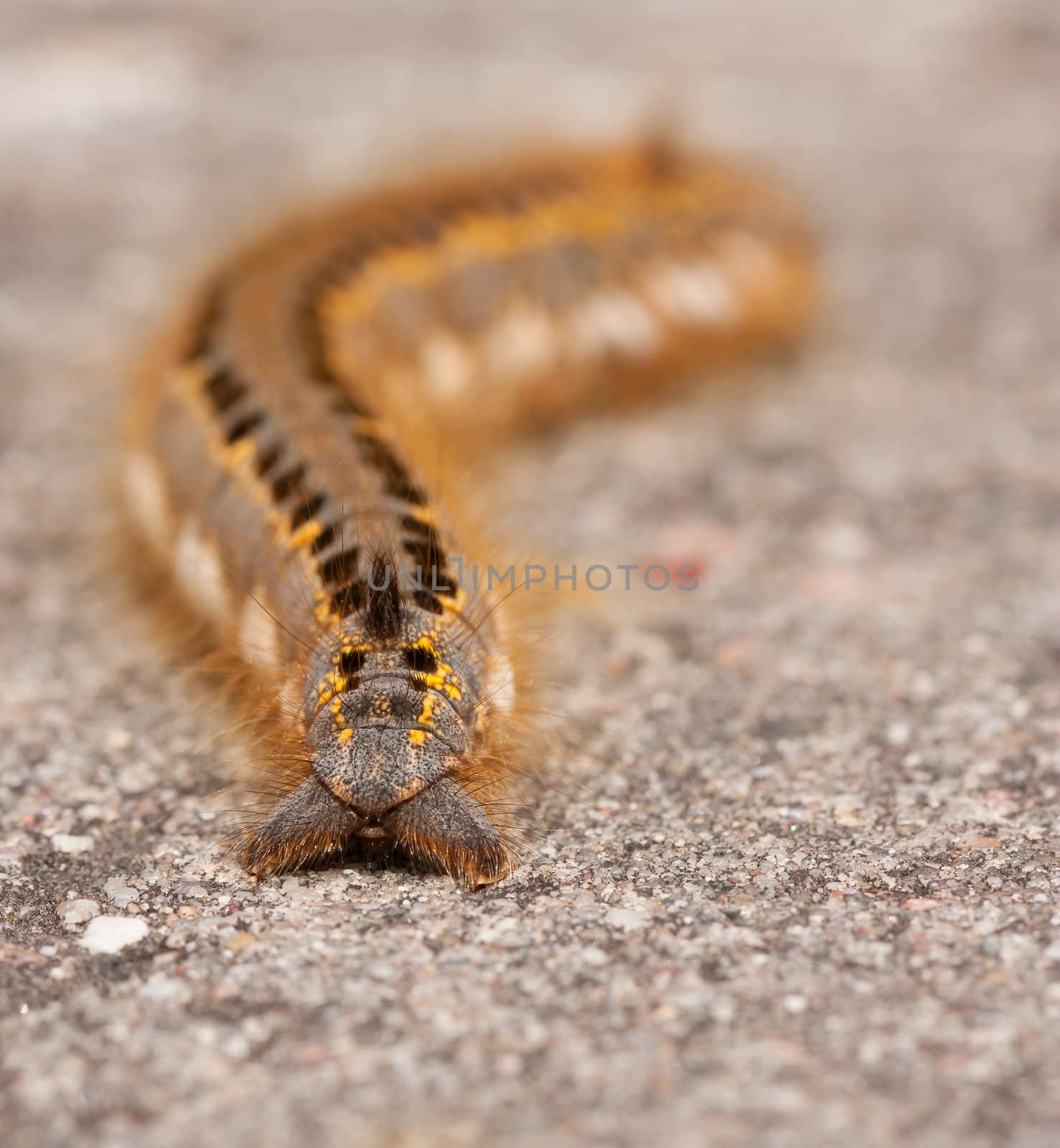 A caterpillar  by michaklootwijk