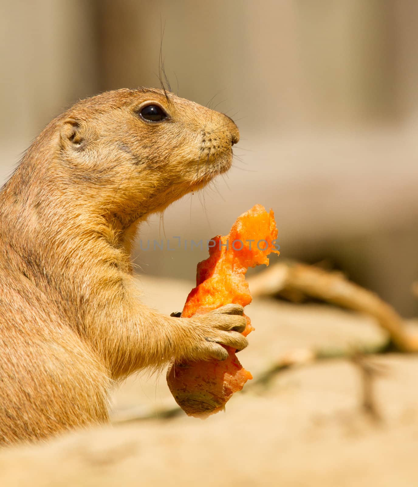 A prairie dog is eating by michaklootwijk