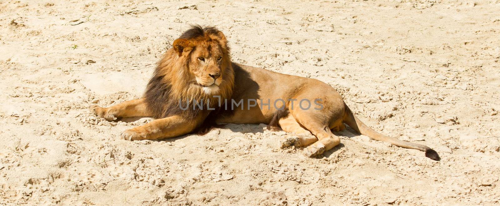 Lion resting by michaklootwijk