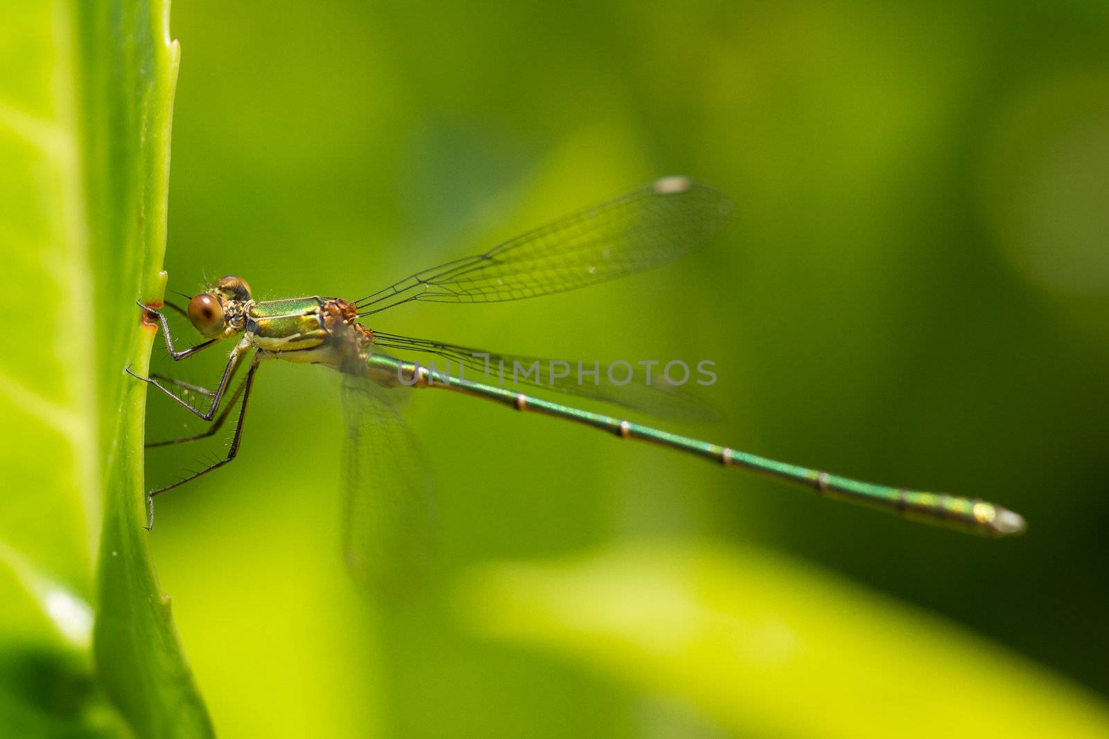 A dragonfly on a leaf