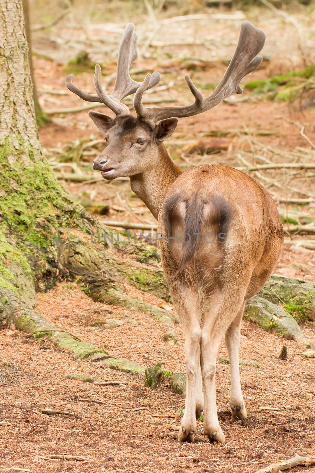A red deer in the woods by michaklootwijk