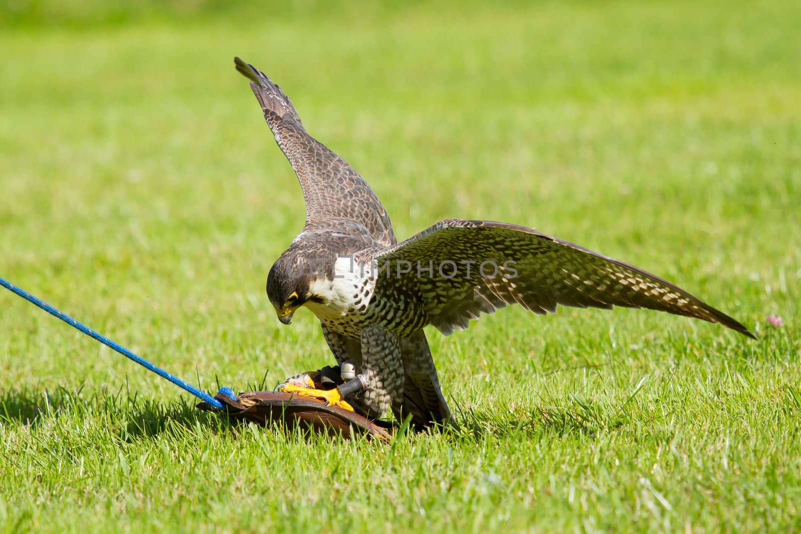 A falcon in captivity is training to hunt