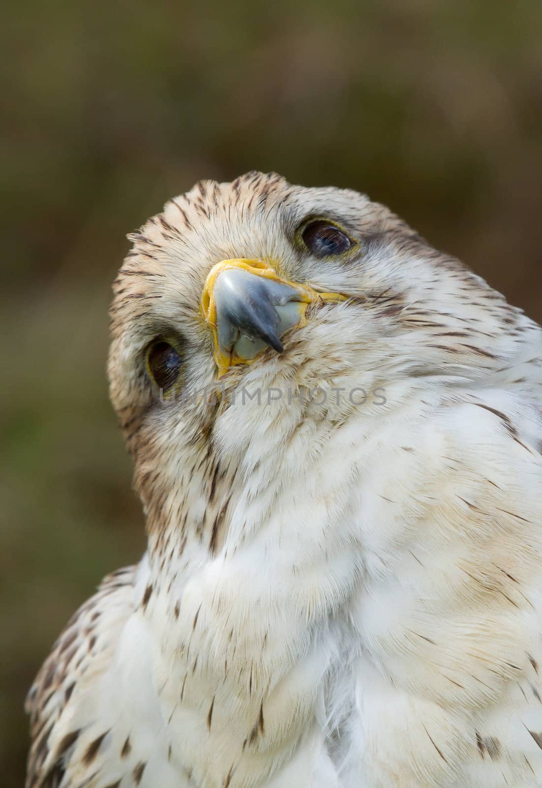 A close-up of a falcon by michaklootwijk