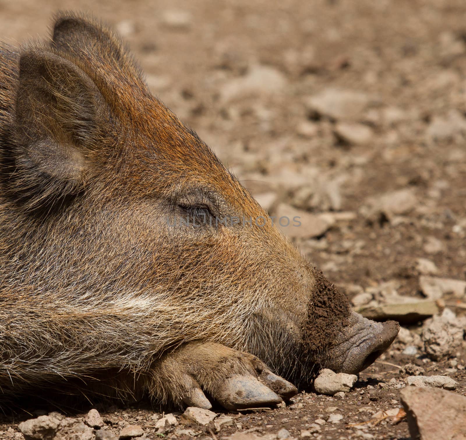 A wild boar is resting in the sand