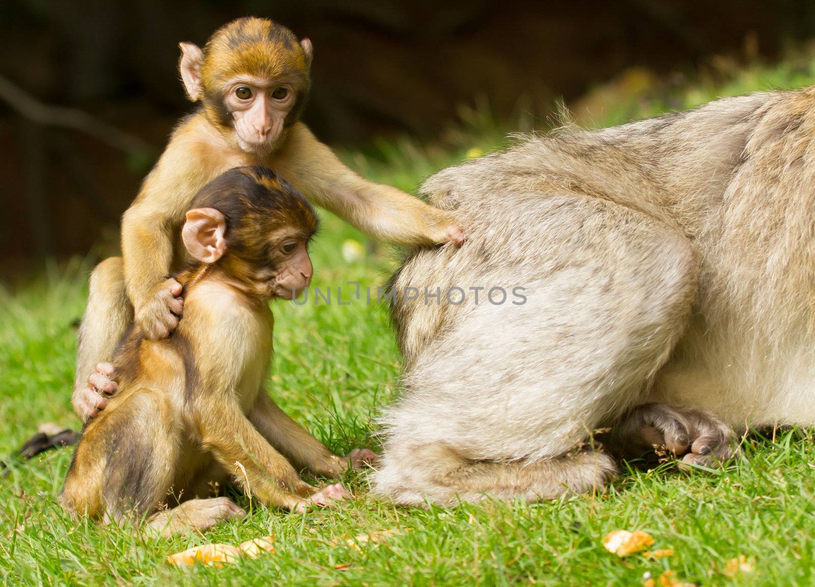 wo young apes with their mother