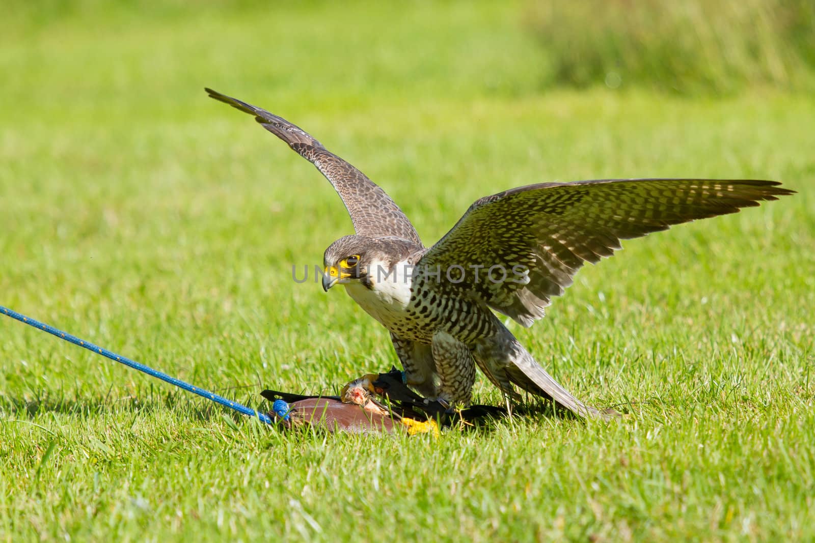 A falcon in captivity by michaklootwijk