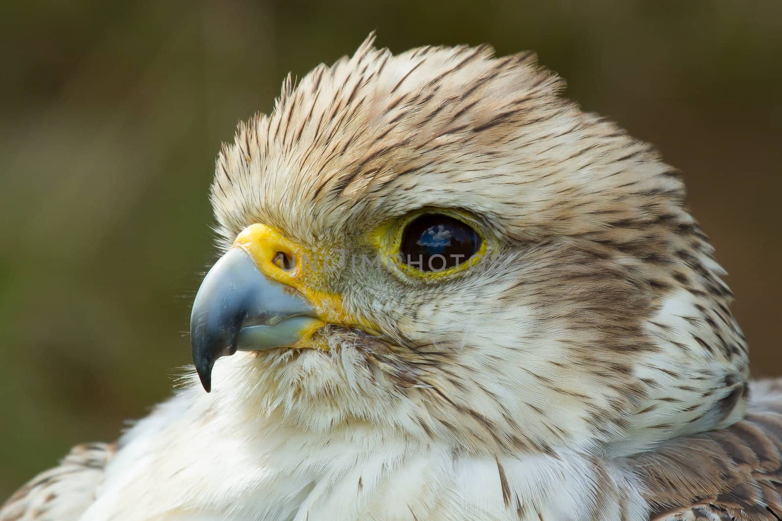 A close-up of a falcon by michaklootwijk