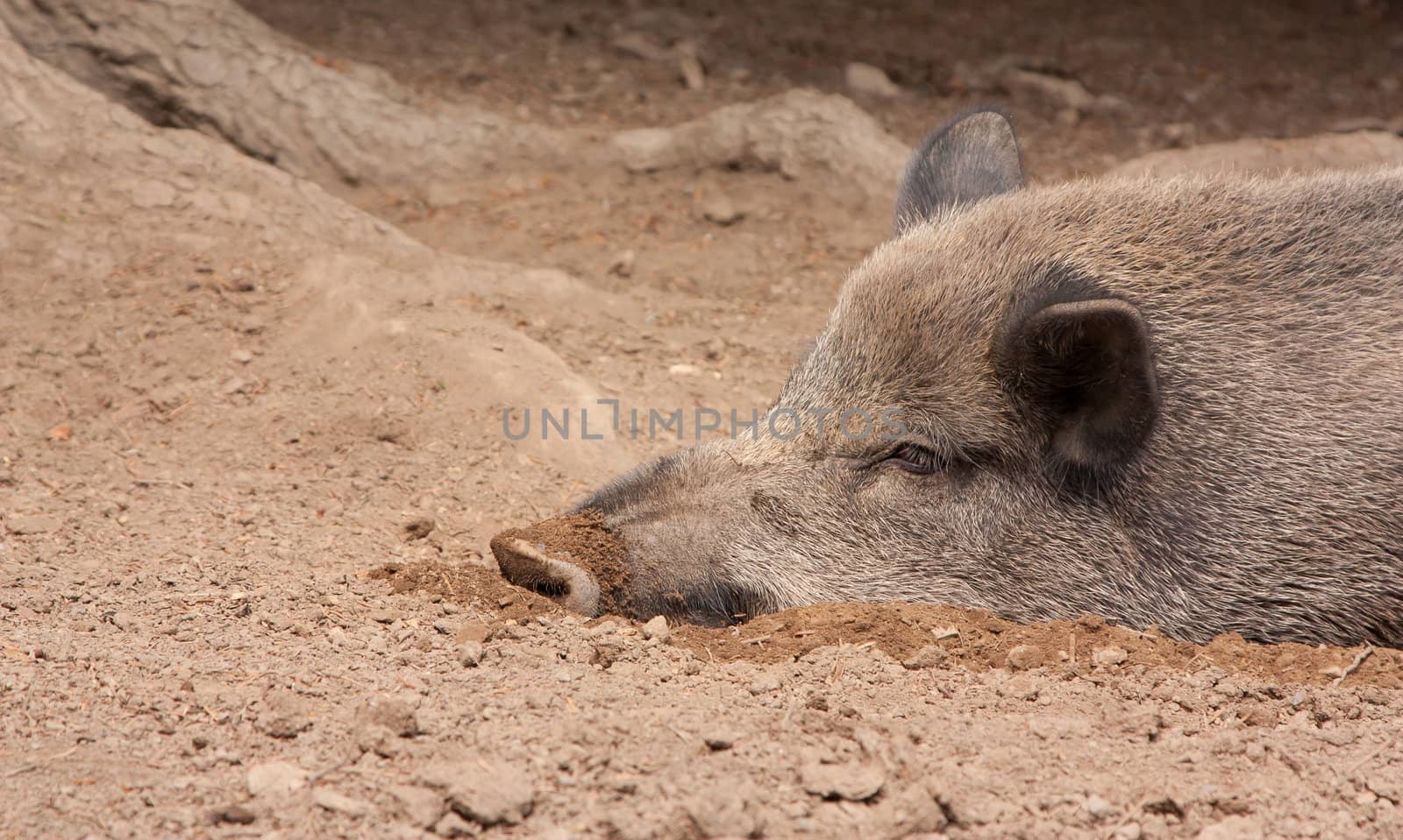 A wild boar is resting by michaklootwijk