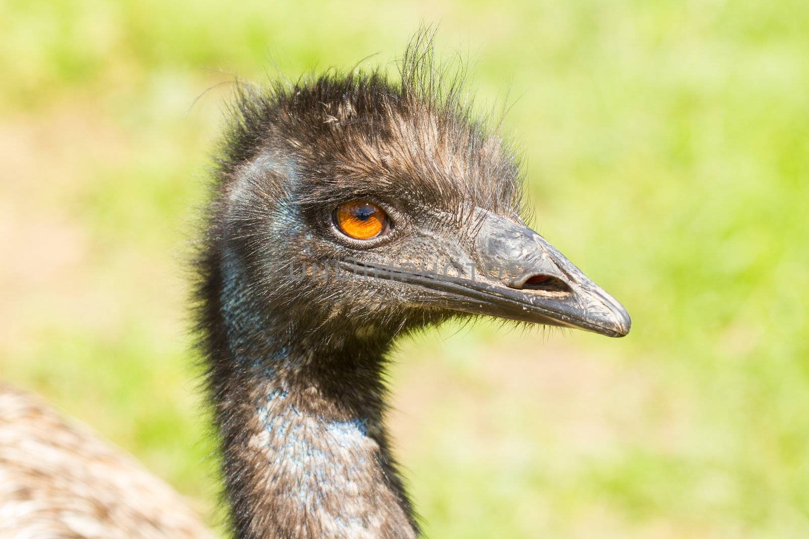 A close-up of an emu  by michaklootwijk
