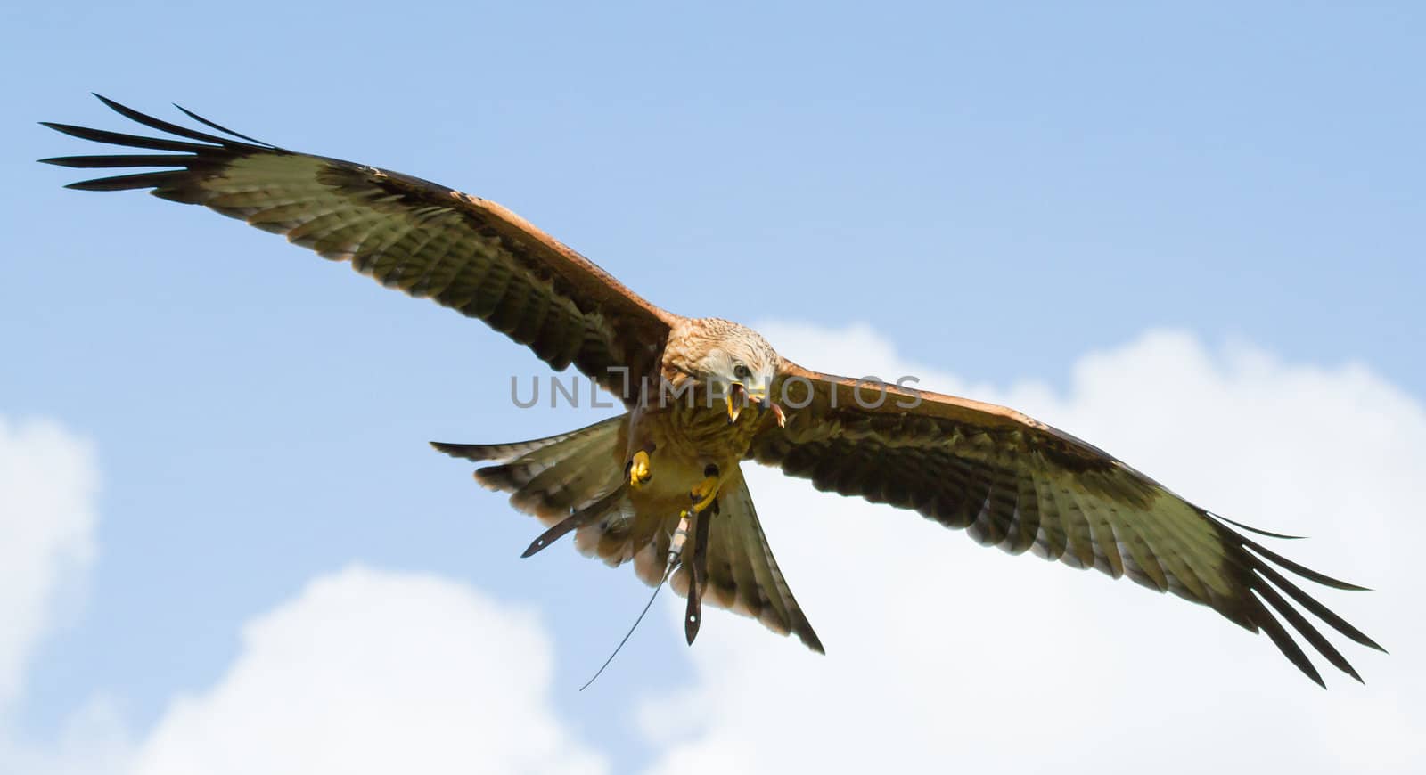 A long-legged buzzard by michaklootwijk