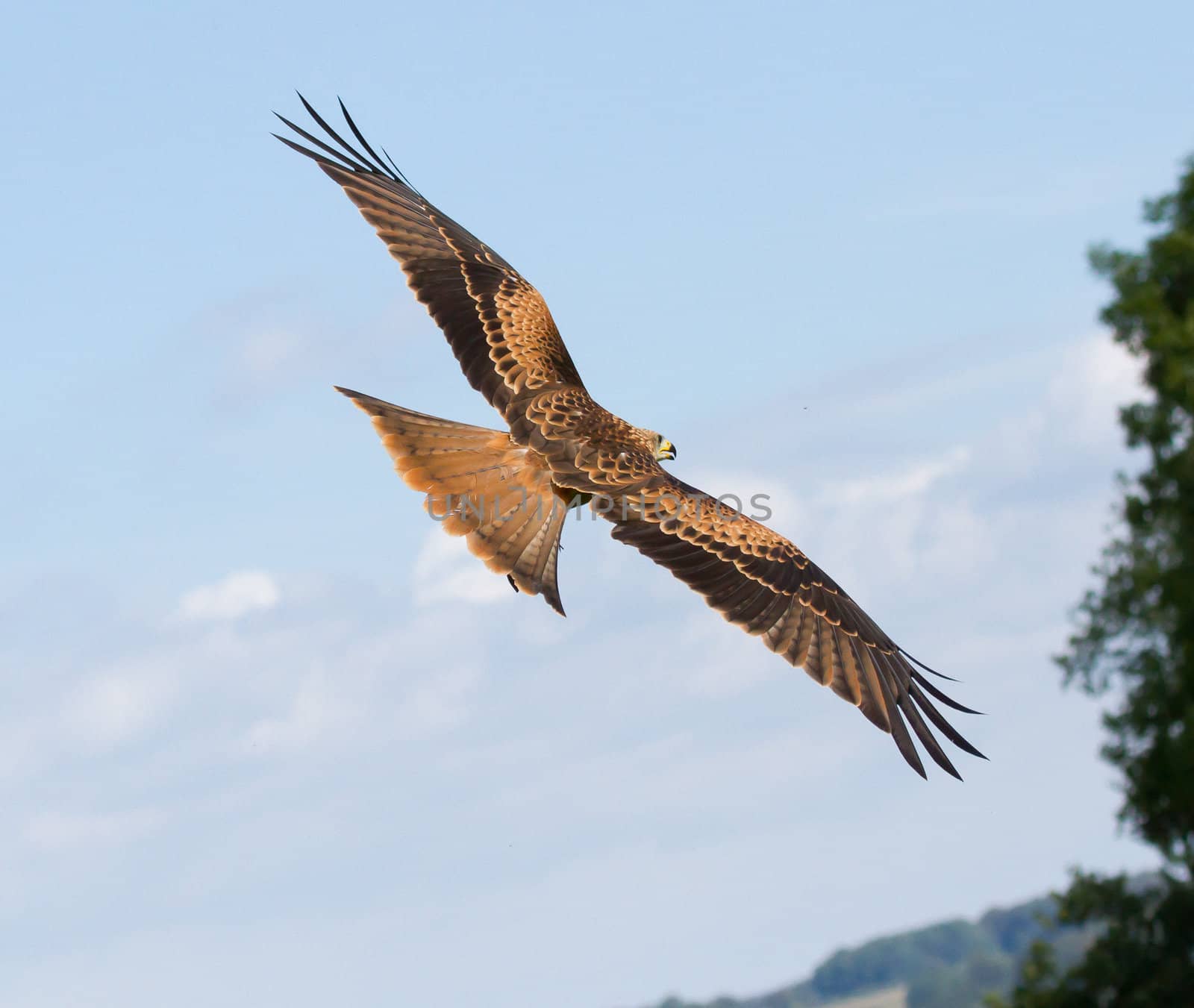 A long-legged buzzard in the sky