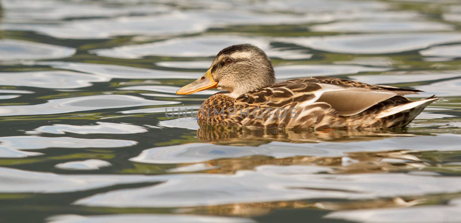 A wild duck by michaklootwijk