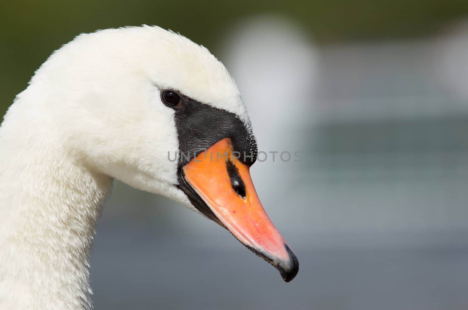 A closeup of a swan by michaklootwijk