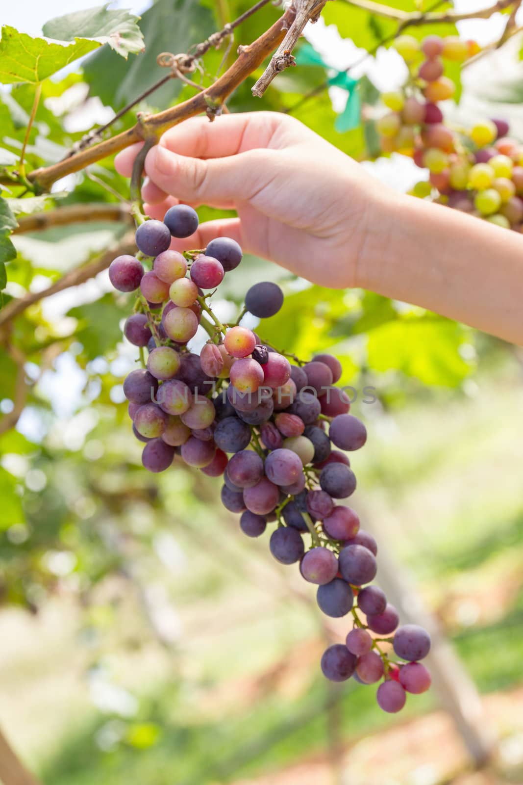 Hand holding red grape for wine in vineyard