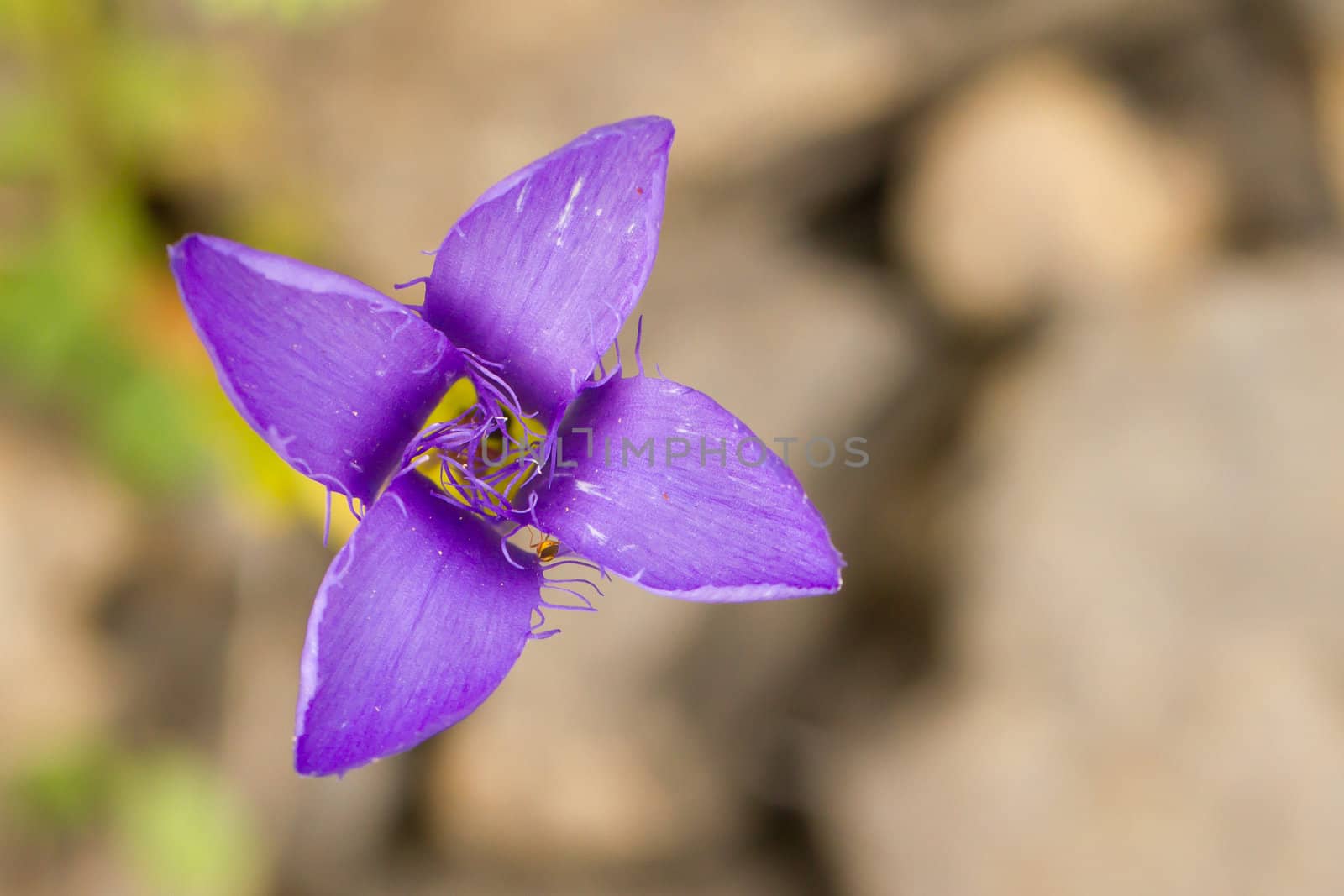 A blooming purple flower